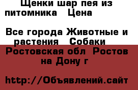 Щенки шар-пея из питомника › Цена ­ 15 000 - Все города Животные и растения » Собаки   . Ростовская обл.,Ростов-на-Дону г.